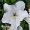 BLOOM-A-THON® WHITE AZALEA -NatureScape Shop DETA3 2244