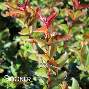 BERRY DAZZLE® CRAPEMYRTLE 4 BERRY DAZZLE® CRAPEMYRTLE - Image 2