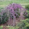 RUBY FALLS WEEPING REDBUD -NatureScape Shop DETA3 2311