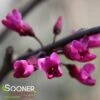 MERLOT REDBUD -NatureScape Shop DETA3 2395