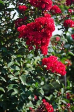 PRINCESS HOLLY ANN™ CRAPEMYRTLE -NatureScape Shop DETA3 2535