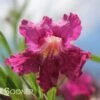 BURGUNDY DESERT WILLOW -NatureScape Shop DETA3 26