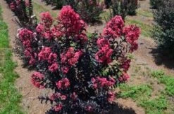 MIDNIGHT MAGIC™ CRAPEMYRTLE -NatureScape Shop DETA3 2671