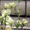 CHEROKEE PRINCESS® DOGWOOD 1 CHEROKEE PRINCESS® DOGWOOD -NatureScape Shop DETA3 27