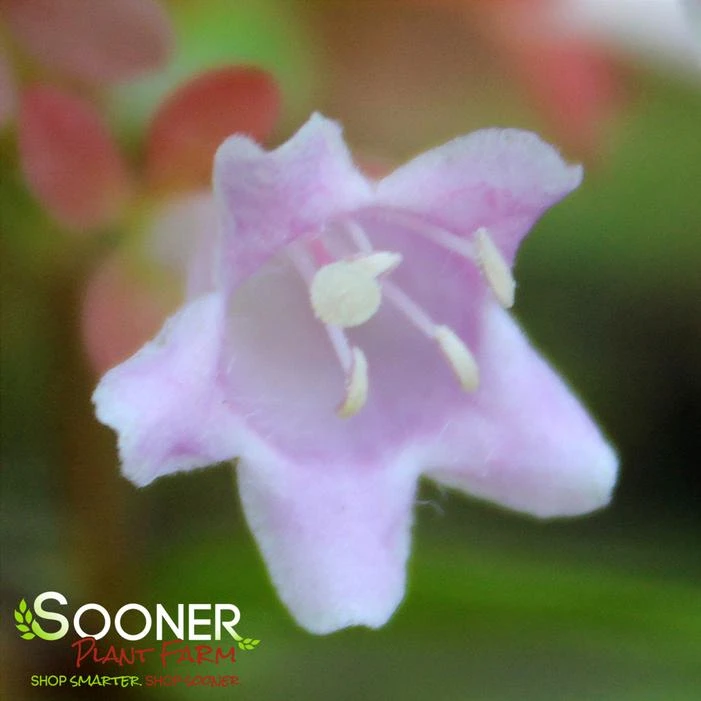 RASPBERRY PROFUSION™ ABELIA 3 RASPBERRY PROFUSION™ ABELIA