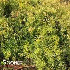 GOLD THREAD™ SPIRAEA -NatureScape Shop DETA3 2719