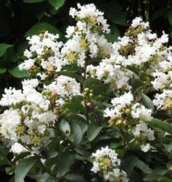 ENDURING SUMMER™ WHITE CRAPEMYRTLE -NatureScape Shop DETA3 2826