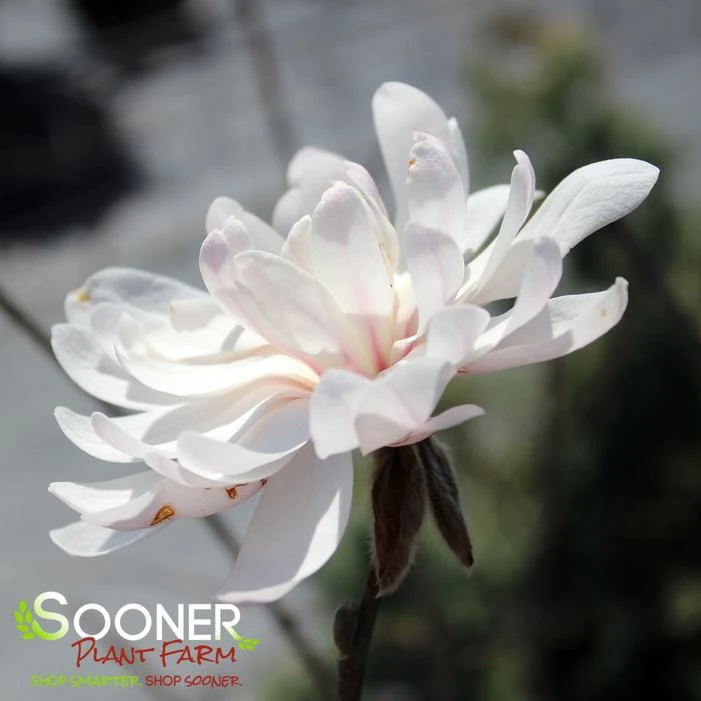 CENTENNIAL BLUSH™ STAR MAGNOLIA 3 CENTENNIAL BLUSH™ STAR MAGNOLIA