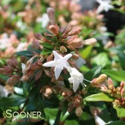 ETERNAL SUNSHINE™ ABELIA -NatureScape Shop DETA3 2895