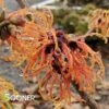 JELENA WITCH HAZEL -NatureScape Shop DETA3 3208