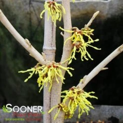 ARNOLD'S PROMISE WITCH HAZEL -NatureScape Shop DETA3 3235