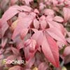 OBSESSION™ NANDINA -NatureScape Shop DETA3 3270