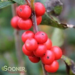 LITTLE GOBLIN® ORANGE WINTERBERRY HOLLY -NatureScape Shop DETA3 3356
