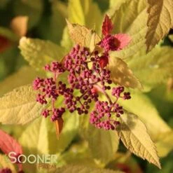 DOUBLE PLAY® CANDY CORN® SPIRAEA -NatureScape Shop DETA3 3367