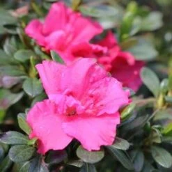 BLOOM-A-THON® HOT PINK AZALEA -NatureScape Shop DETA3 3448
