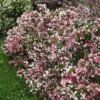 CZECHMARK TRILOGY® WEIGELA -NatureScape Shop DETA3 3617