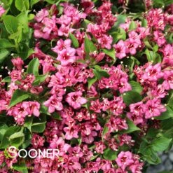 SNIPPET® DARK PINK WEIGELA -NatureScape Shop DETA3 3753