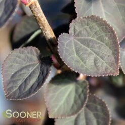 RED FOX KATSURA TREE -NatureScape Shop DETA3 3756