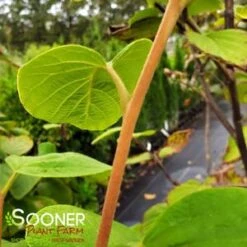 FRAGRANT SNOWBELL 9 FRAGRANT SNOWBELL -NatureScape Shop DETA3 3762