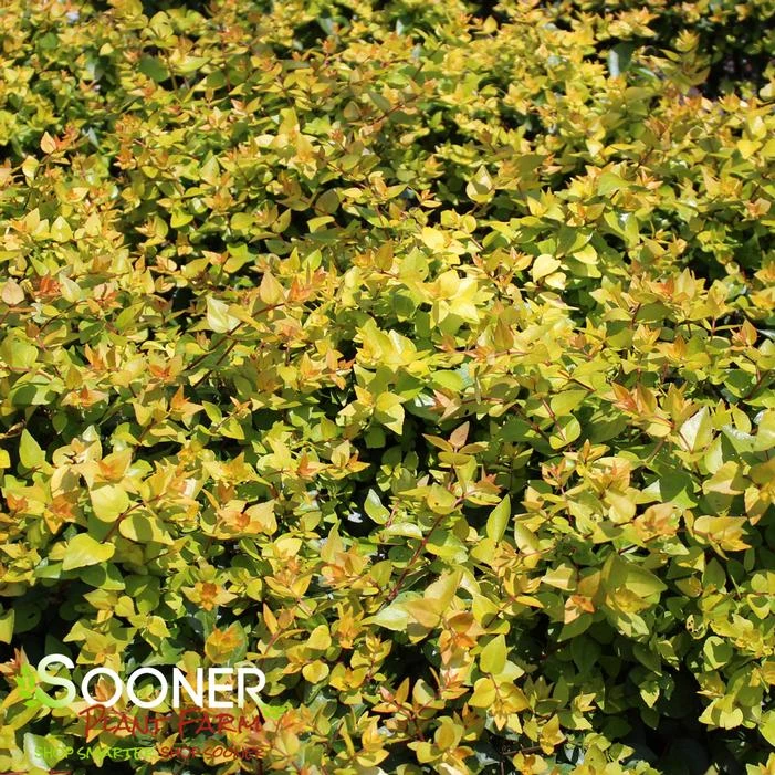 CANYON CREEK ABELIA 4 CANYON CREEK ABELIA - Image 2