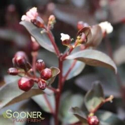 DOUBLE DYNAMITE® CRAPEMYRTLE 10 DOUBLE DYNAMITE® CRAPEMYRTLE -NatureScape Shop DETA3 3805