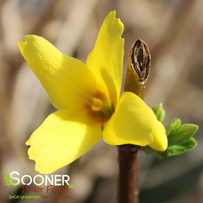 FLYING MACHINE® FORSYTHIA 3 FLYING MACHINE® FORSYTHIA