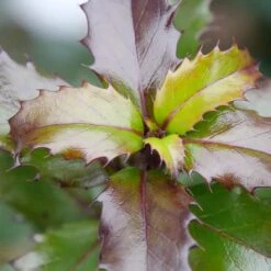 CASTLE KEEP® BLUE HOLLY 6 CASTLE KEEP® BLUE HOLLY -NatureScape Shop DETA3 3847