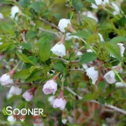 KOJO-NO-MAI ORNAMENTAL CHERRY BUSH -NatureScape Shop DETA3 3931