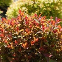 DOUBLE PLAY DOOZIE® SPIRAEA 9 DOUBLE PLAY DOOZIE® SPIRAEA -NatureScape Shop DETA3 3996