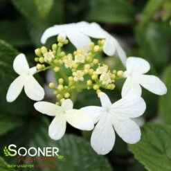 SUMMER SNOWFLAKE DOUBLEFILE VIBURNUM -NatureScape Shop DETA3 413