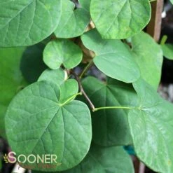 VANILLA TWIST WEEPING REDBUD -NatureScape Shop DETA3 4215