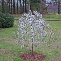 SNOW FOUNTAIN WEEPING FLOWERING CHERRY 11 SNOW FOUNTAIN WEEPING FLOWERING CHERRY -NatureScape Shop DETA3 433