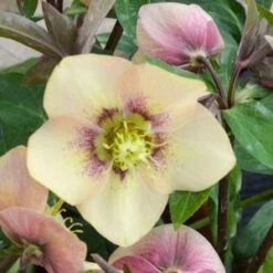 HONEYMOON® SANDY SHORES LENTEN ROSE -NatureScape Shop DETA3 4477