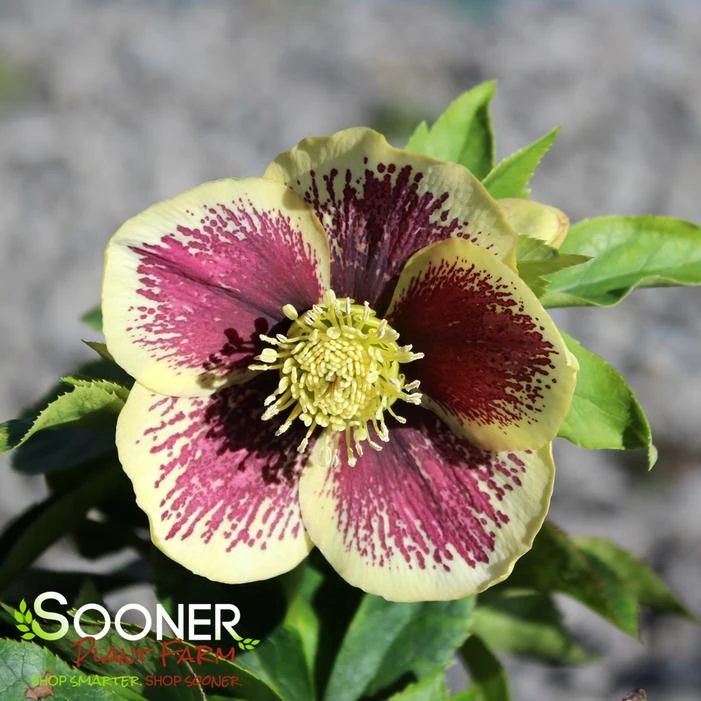 HONEYMOON® RIO CARNIVAL LENTEN ROSE 4 HONEYMOON® RIO CARNIVAL LENTEN ROSE - Image 2