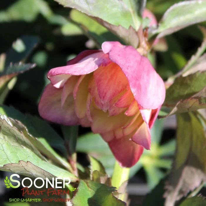 WEDDING PARTY® MOTHER OF THE BRIDE LENTEN ROSE 4 WEDDING PARTY® MOTHER OF THE BRIDE LENTEN ROSE - Image 2