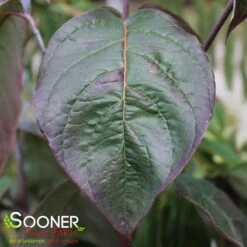 SUPER PRINCESS DOGWOOD -NatureScape Shop DETA3 4699