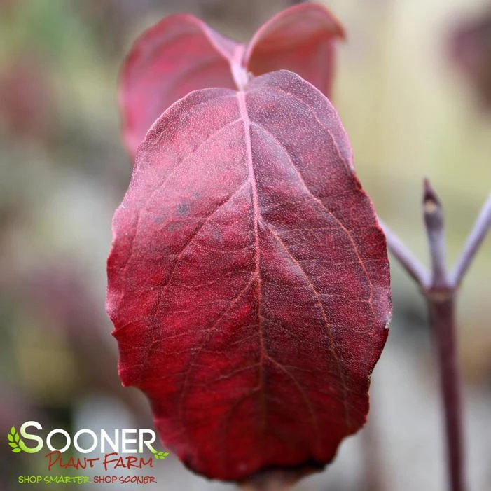 Front Page -NatureScape Shop DETA3 4700