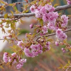 WEEPING EXTRAORDINAIRE™ FLOWERING CHERRY 7 WEEPING EXTRAORDINAIRE™ FLOWERING CHERRY -NatureScape Shop DETA3 4734