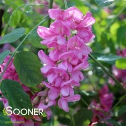 PURPLE ROBE™ BLACK LOCUST 7 PURPLE ROBE™ BLACK LOCUST -NatureScape Shop DETA3 4741