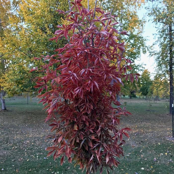 LAVABURST® OHIO BUCKEYE 4 LAVABURST® OHIO BUCKEYE - Image 2