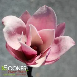 GALAXY MAGNOLIA 10 GALAXY MAGNOLIA -NatureScape Shop DETA3 4796