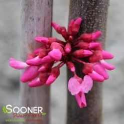 TENNESSEE PINK REDBUD -NatureScape Shop DETA3 4802