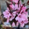 SHOW TIME™ CRABAPPLE -NatureScape Shop DETA3 4906