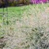 PRAIRIE WINDS® NIAGARA FALLS SWITCH GRASS -NatureScape Shop DETA3 4993