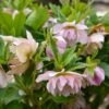 WEDDING PARTY® FLOWER GIRL LENTEN ROSE 2 WEDDING PARTY® FLOWER GIRL LENTEN ROSE -NatureScape Shop DETA3 5060