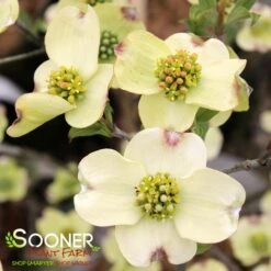 CLOUD 9 DOGWOOD 9 CLOUD 9 DOGWOOD -NatureScape Shop DETA3 5097