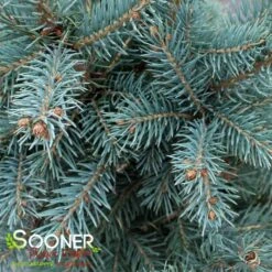 COLORADO BLUE SPRUCE 6 COLORADO BLUE SPRUCE -NatureScape Shop DETA3 5186