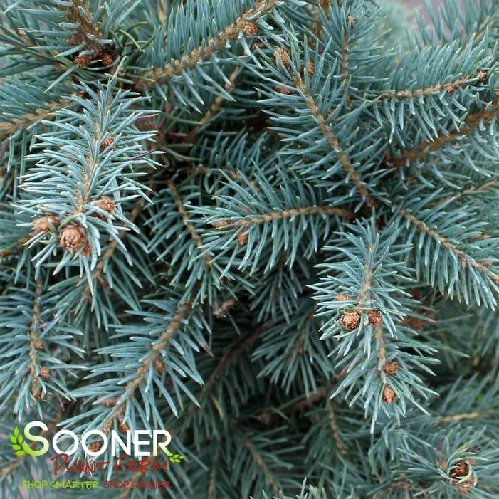 COLORADO BLUE SPRUCE 4 COLORADO BLUE SPRUCE - Image 2