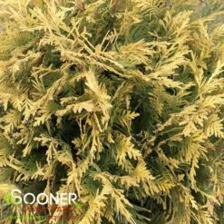GOLDEN GLOBE ARBORVITAE 8 GOLDEN GLOBE ARBORVITAE -NatureScape Shop DETA3 5189