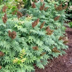 CHERRY ON TOP™ SORBARIA -NatureScape Shop DETA3 5197